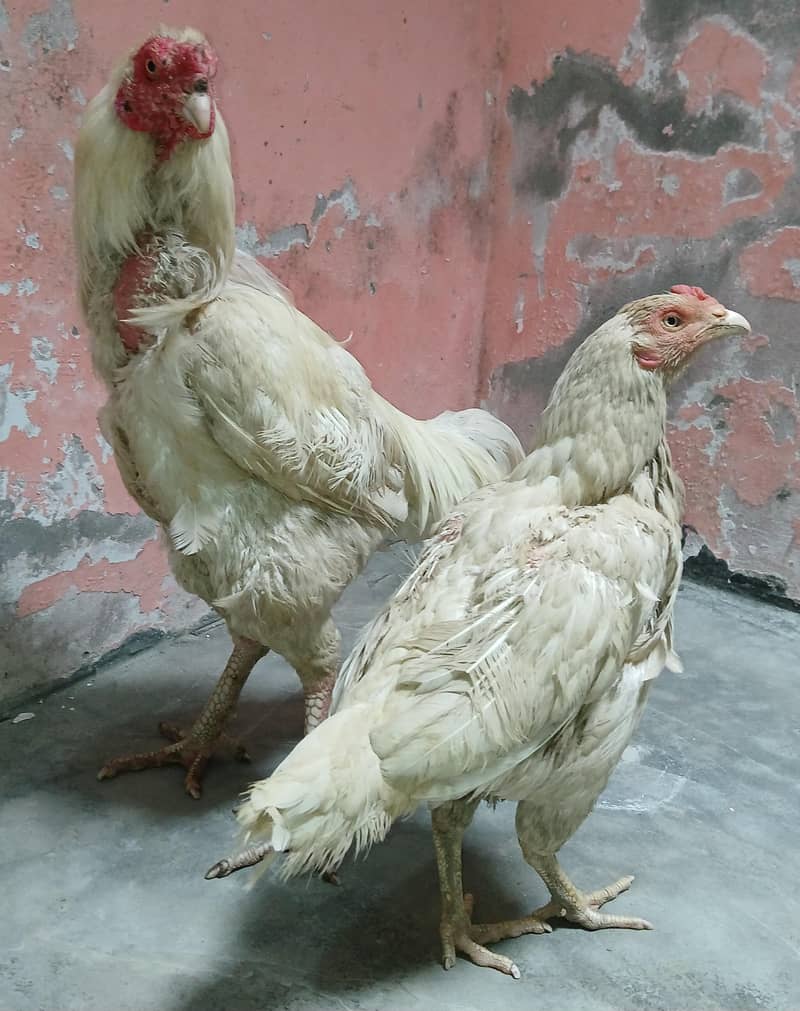 Aseel Pair 8