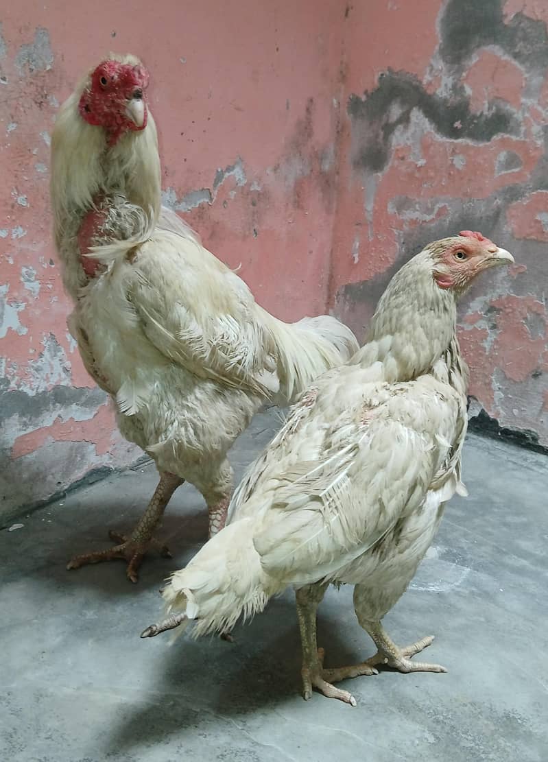 Aseel Pair 9