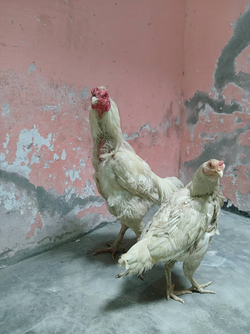 Aseel Pair 10