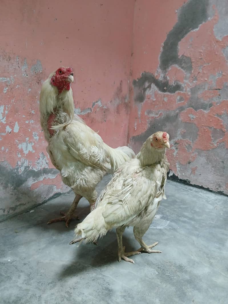 Aseel Pair 11