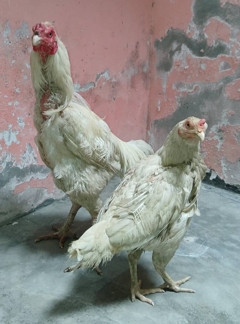 Aseel Pair 12