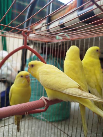 Red eye budgies for sale good health homes breeding 5 piece