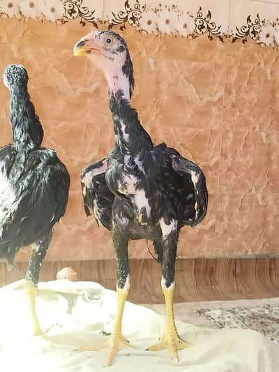 Pure Aseel Chicks for Sale | 100% Original Breed | Healthy & Vaccinate