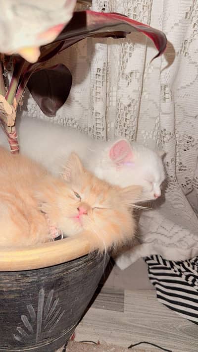 Persian cats for sale