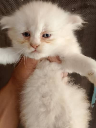 whait eyes