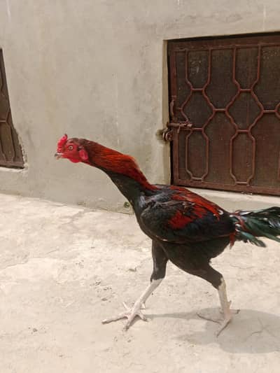 Aseel Murga for sale