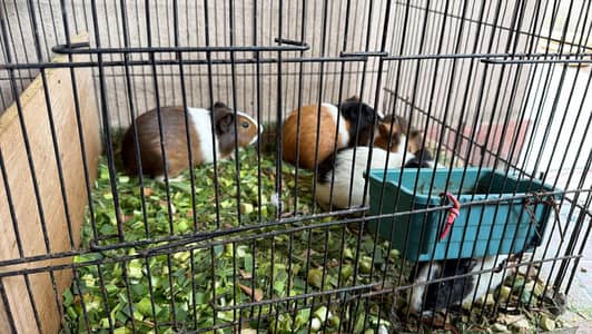 GUINEA PIGS || PLAYFUL || ACTIVE || HEALTHY
