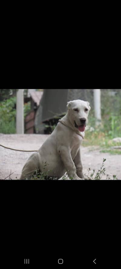 IMPORTED ALABAI PUPPIES AVAILABLE FOR SALE