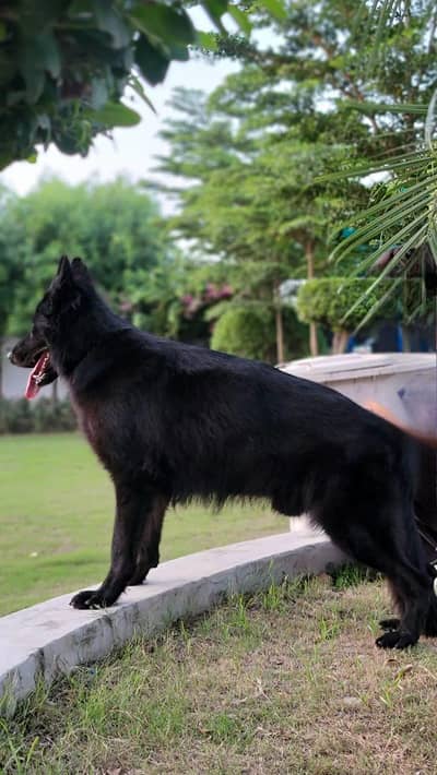 German Shepherd Black Pair Available (Male & Female)