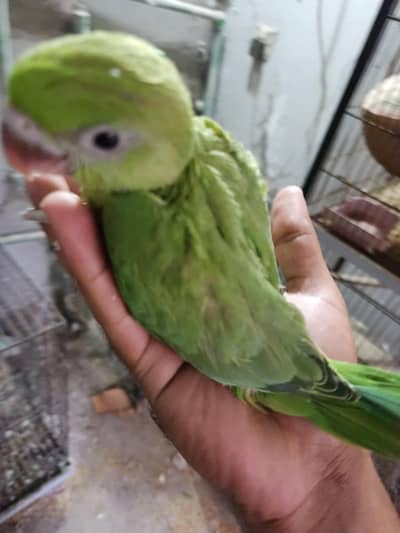 hand tame talking parrot baby chicks