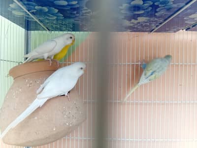 finches & Australian parrots budgies pairs for sale