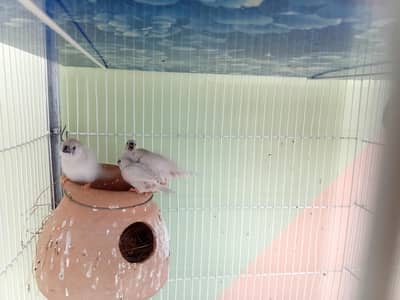 finches & Australian parrots budgies pairs for sale