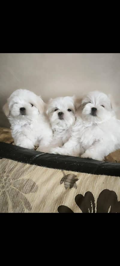 IMPORTED MALTESE PUPPIES AVAILABLE FOR BOOKING