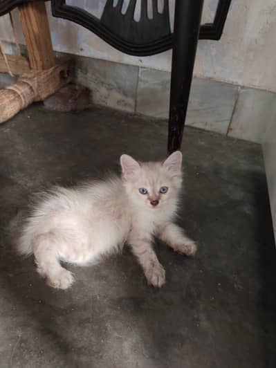 Persian cat| Doll face cat | kitten| Persian kitten |Triple coated