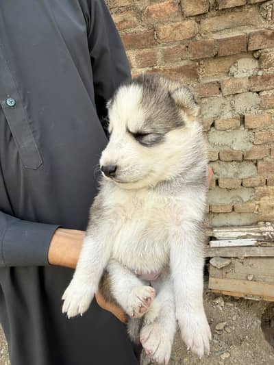 Pure Breed Siberian Husky Pair for Sale