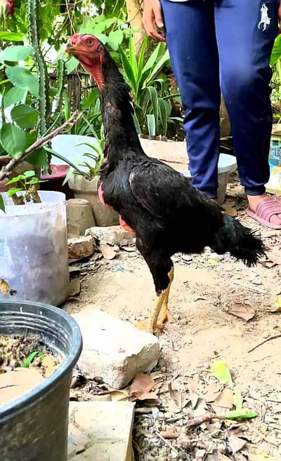 black o king shamo females for sale egg laying