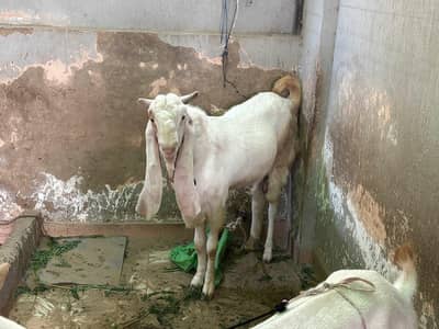 gulabhi Bakra bakri aur bachy ka complete setup