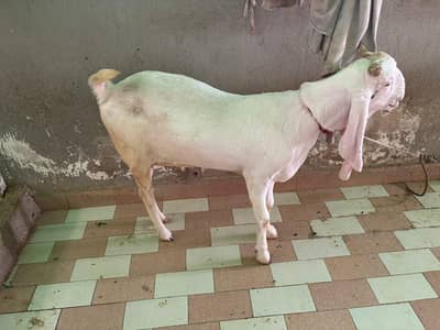 gulabi Bakra bakri ka complete setup