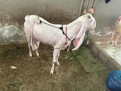 gulabi Bakra bakri ka complete setup