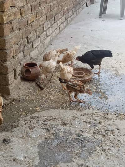 hen with 6 chiks