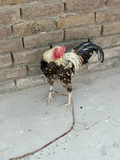 hen . .