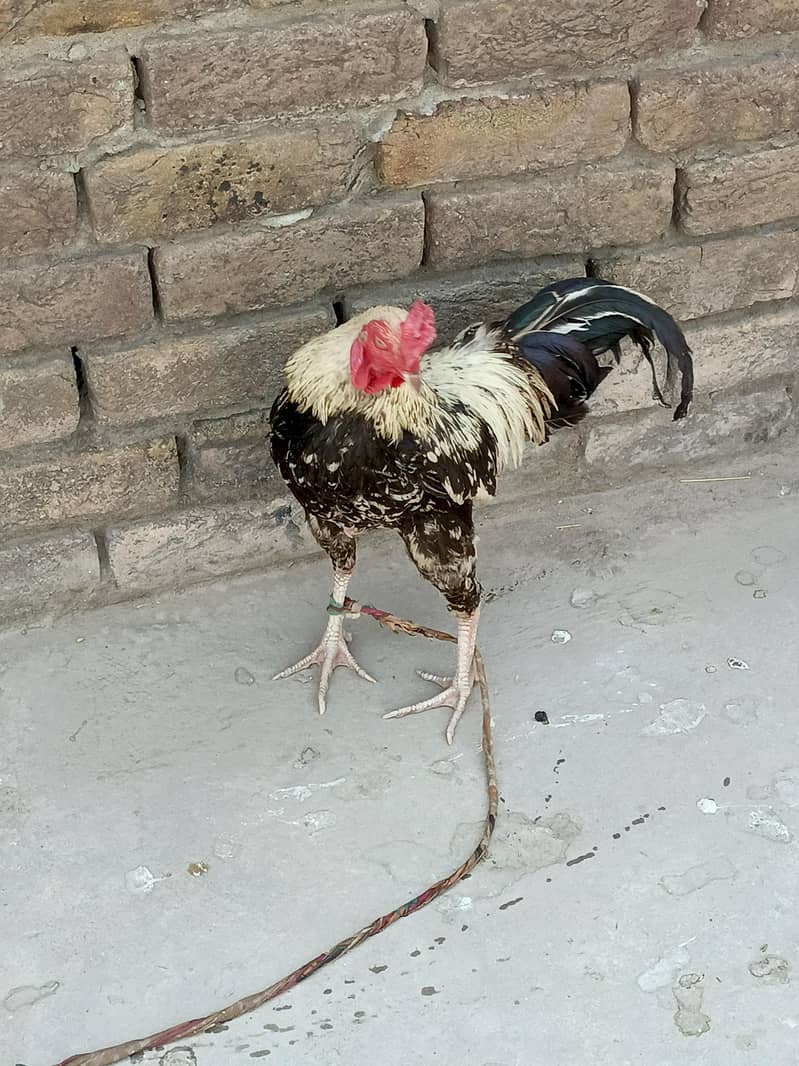 hen . . 0
