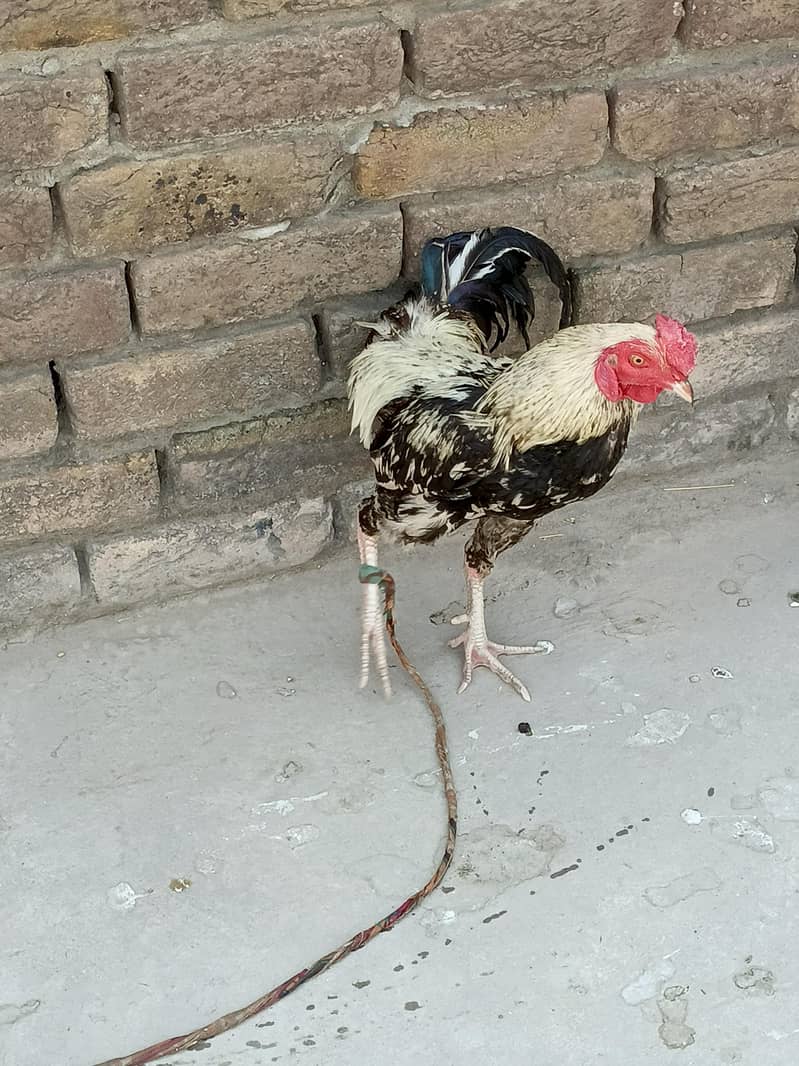 hen . . 1