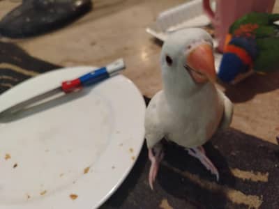 white Ringneck