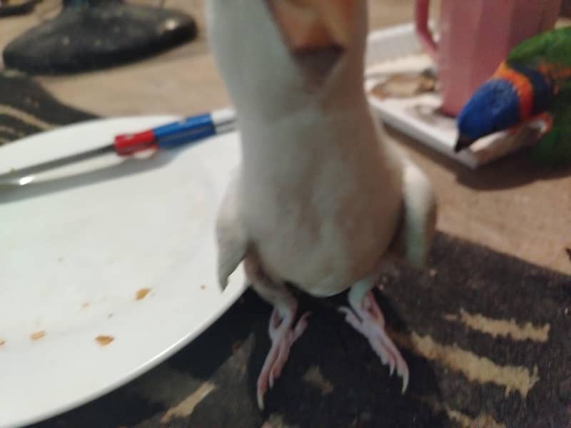 white Ringneck 1