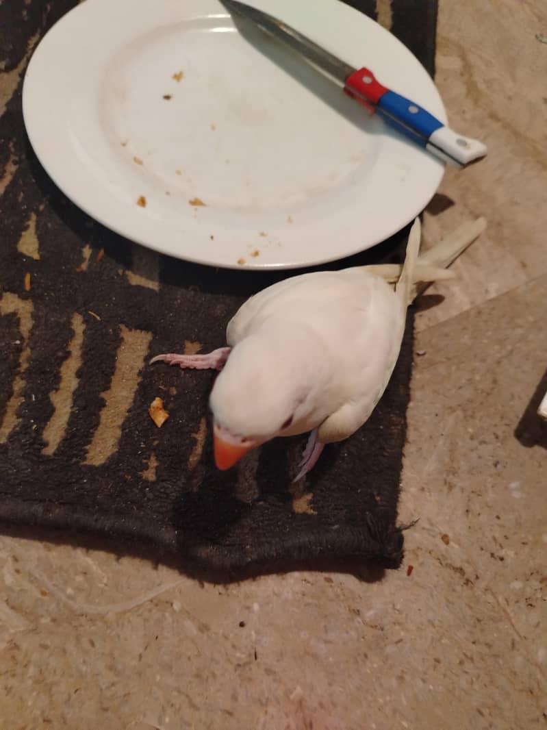 white Ringneck 2