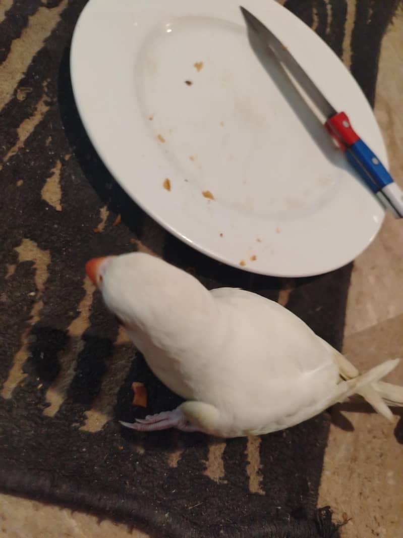 white Ringneck 3