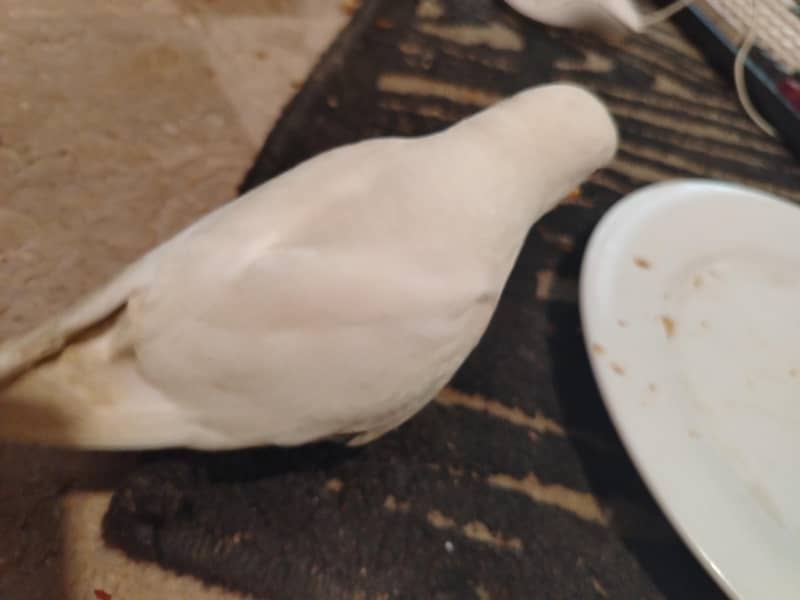 white Ringneck 4