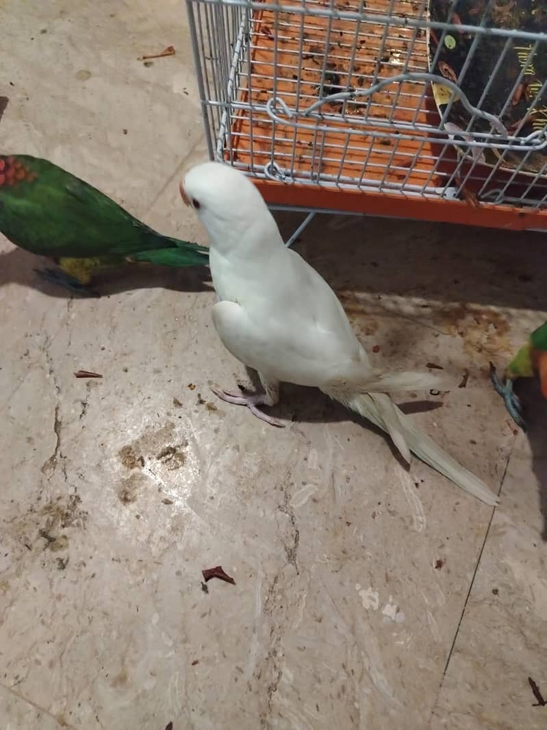 white Ringneck 5