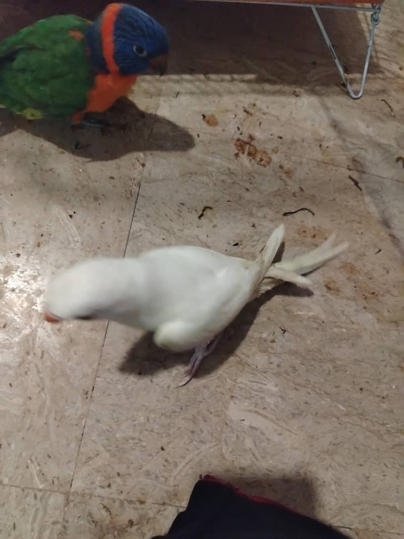 white Ringneck 6