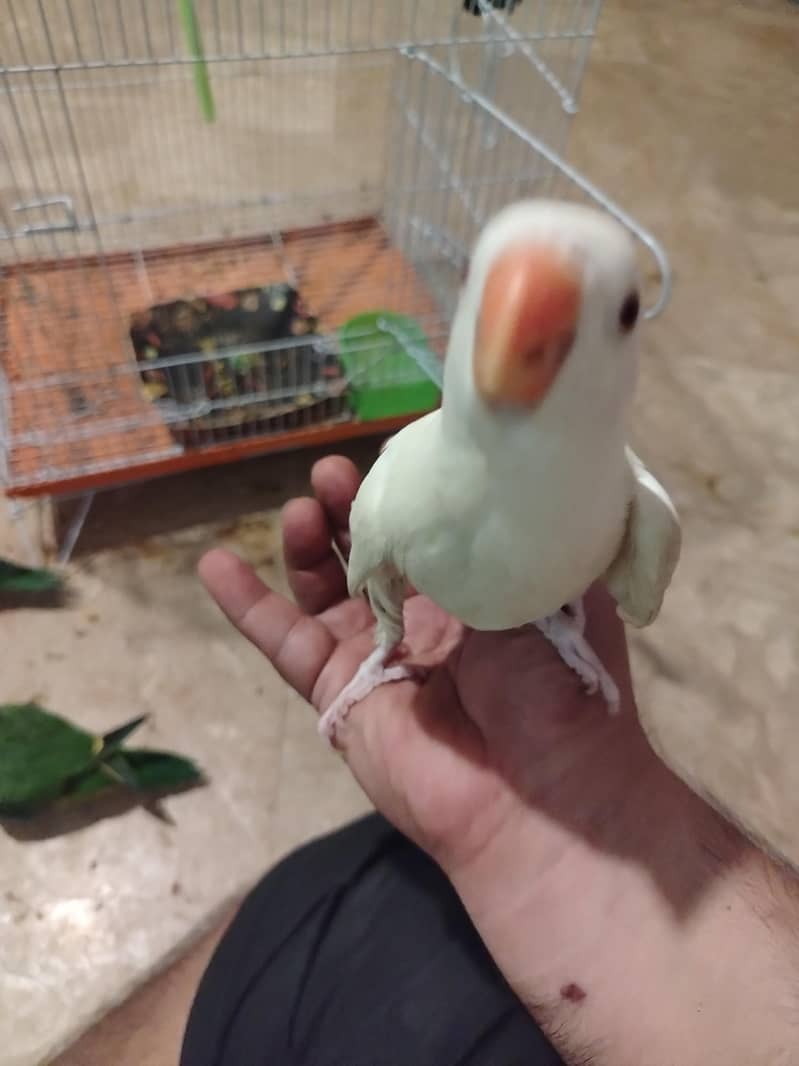 white Ringneck 7