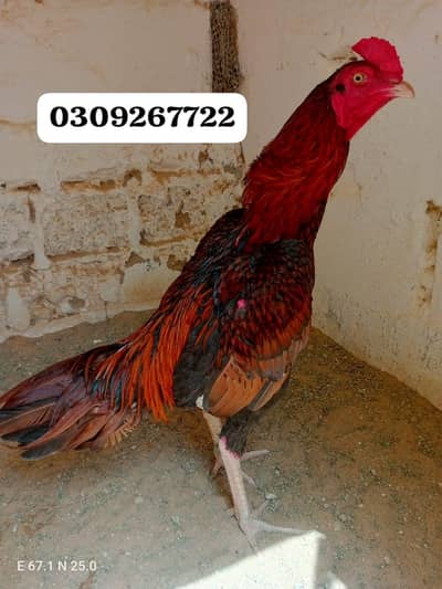 Mianwali chicks Available