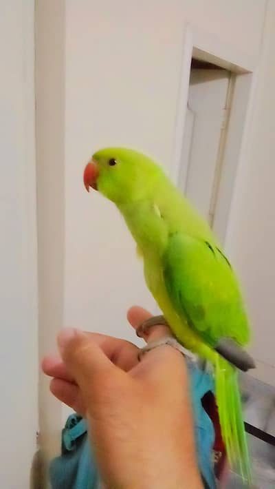 Green ringneck parrot handtame