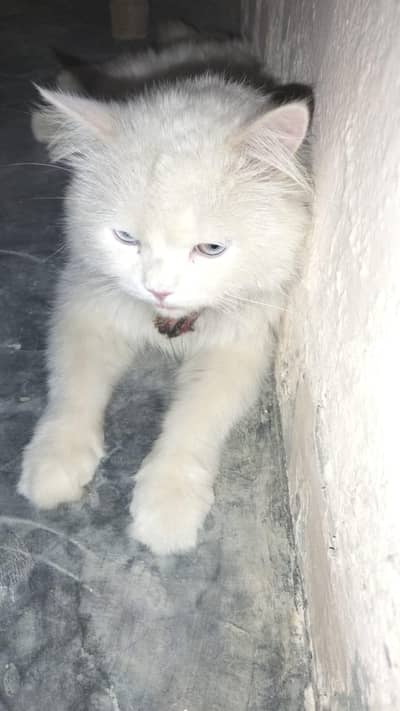 white cat male