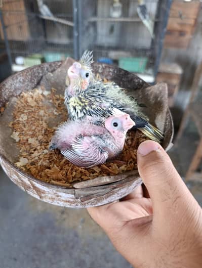 Cocktail Chicks Available for Handtame Purpose