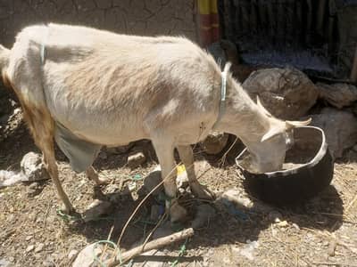 Dood Wali Bakri with female kid