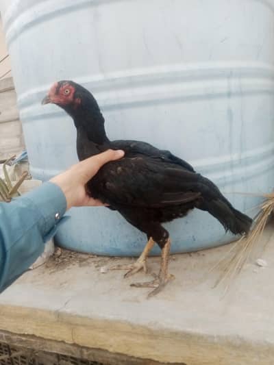 2Aseel price5800 num03100050507 Dhoke hassu