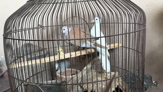 YELLOW COCTAIL || PERGIONS || DOVE || BEAUITFUL AND ACTIVE