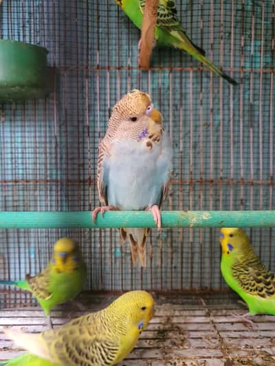 Undersize Budgies/ TCB Exhibition patha/ Exhibition Hogo Working patha