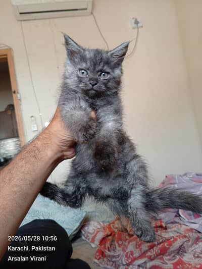 doll face Persian pair