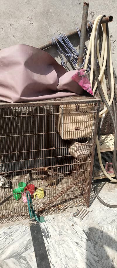 birds cage