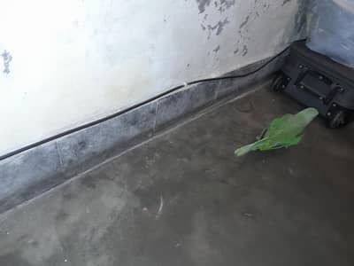 bhai raw parrot  ha male ya female  ka pta nhi nail tail fly all