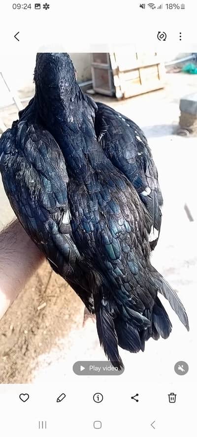 1 miawali male 1 chinna female 1 balck female 1 pulya female