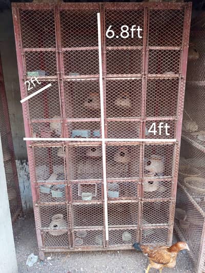 Birds cages