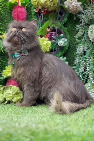 persian extreme punch female