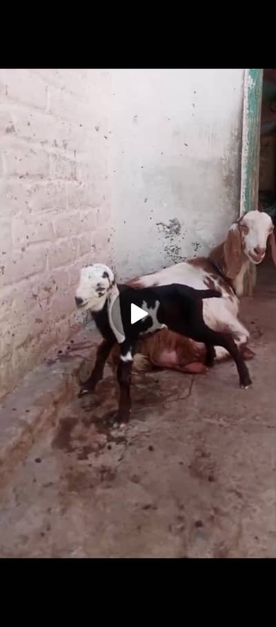 Achi nasal ki dhoodh wali bakri for sale sath femail h is ky